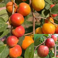 Thai Kashmiri Apple Ber Fruit Plant (Hybrid & Grafting) Pack Of-1
