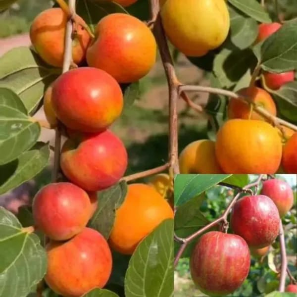 Thai Kashmiri Apple Ber Fruit Plant (Hybrid & Grafting) Pack Of-1