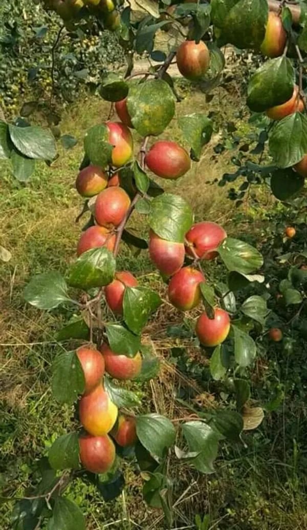 Thai Kashmiri Apple Ber Fruit Plant (Hybrid & Grafting) Pack Of-1