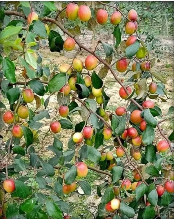 Thai Kashmiri Apple Ber Fruit Plant (Hybrid & Grafting) Pack Of-1