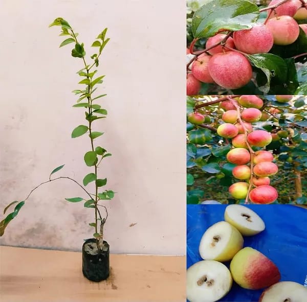 Thai Kashmiri Apple Ber Fruit Plant (Hybrid & Grafting) Pack Of-1