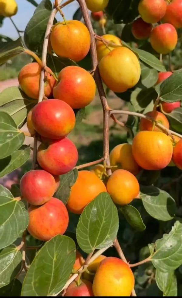 Thai Kashmiri Apple Ber Fruit Plant (Hybrid & Grafting) Pack Of-1