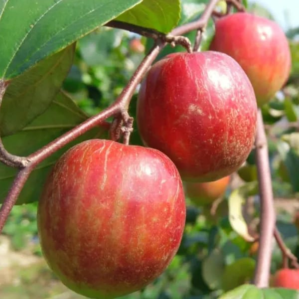 Thai Kashmiri Apple Ber Fruit Plant (Hybrid & Grafting) Pack Of-1