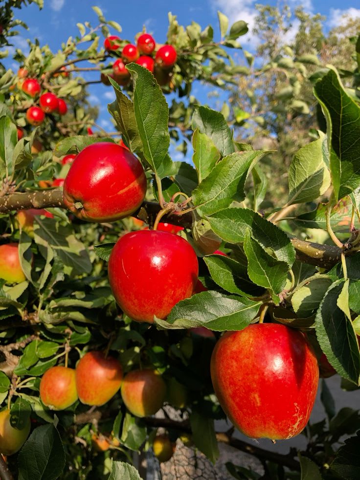 HRMN-99 Hybrid Grafting Apple Plant (Pack Of 1)