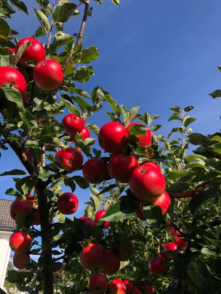 HRMN-99 Hybrid Grafting Apple Plant (Pack Of 1)