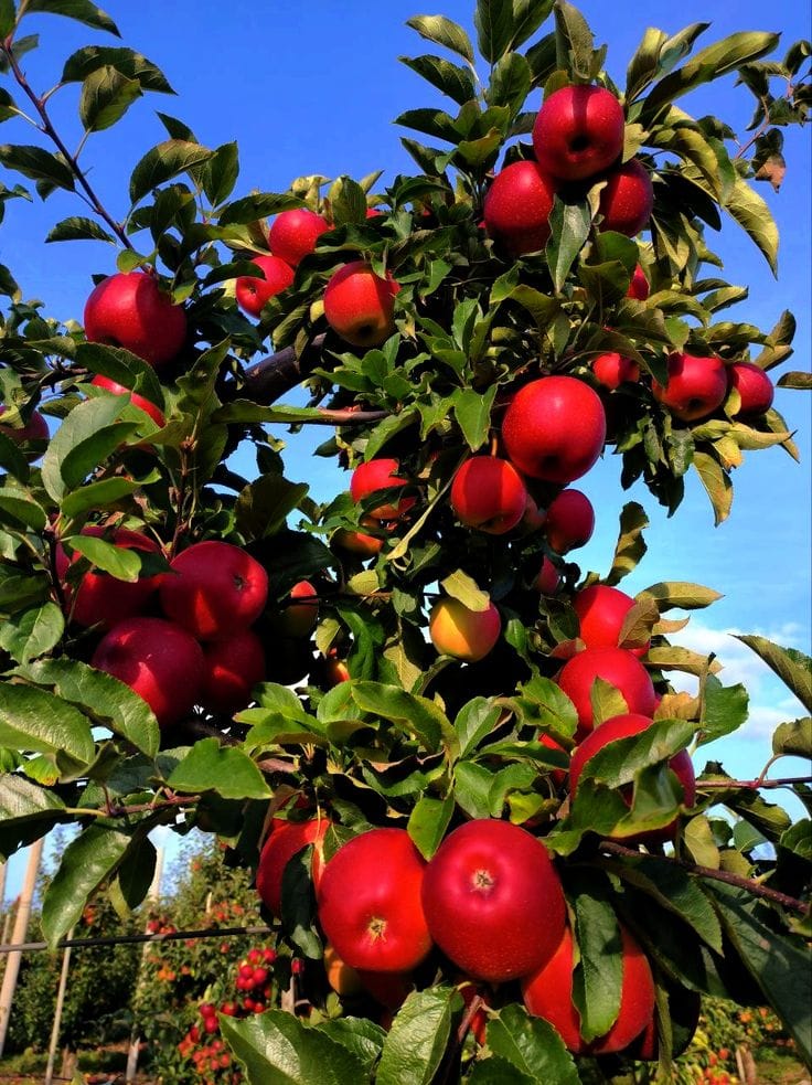 HRMN-99 Hybrid Grafting Apple Plant (Pack Of 1)