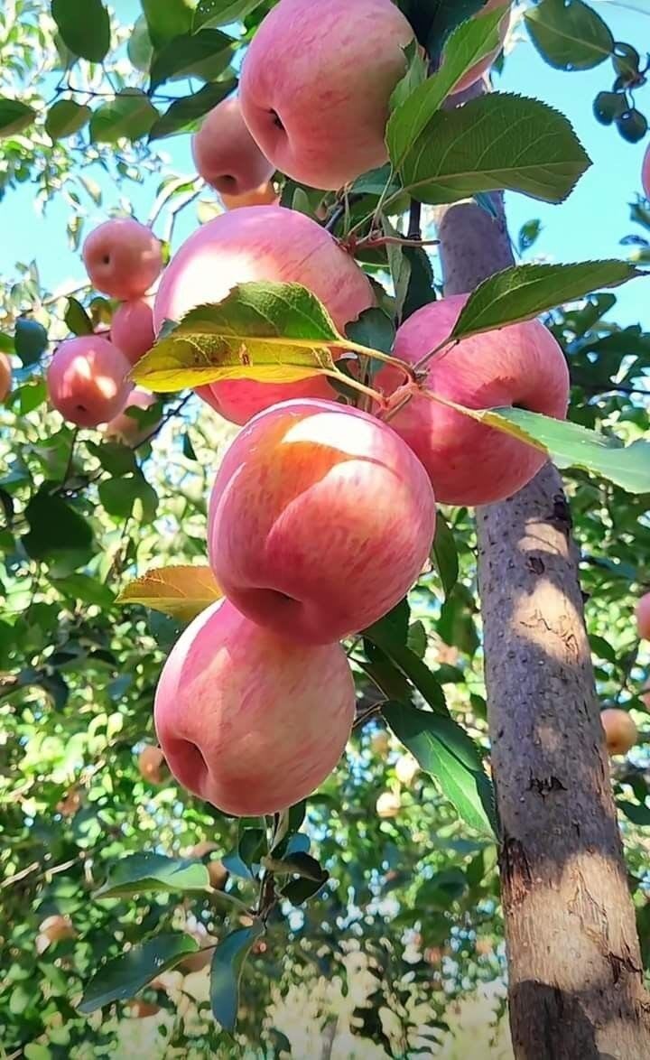 HRMN-99 Seedling Hybrid Apple Plant 🍎🍎🍎 (Pack Of 1)