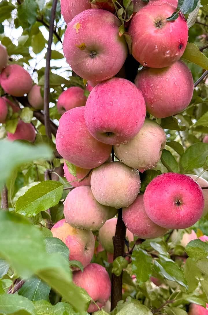 HRMN-99 Seedling Hybrid Apple Plant 🍎🍎🍎 (Pack Of 1)