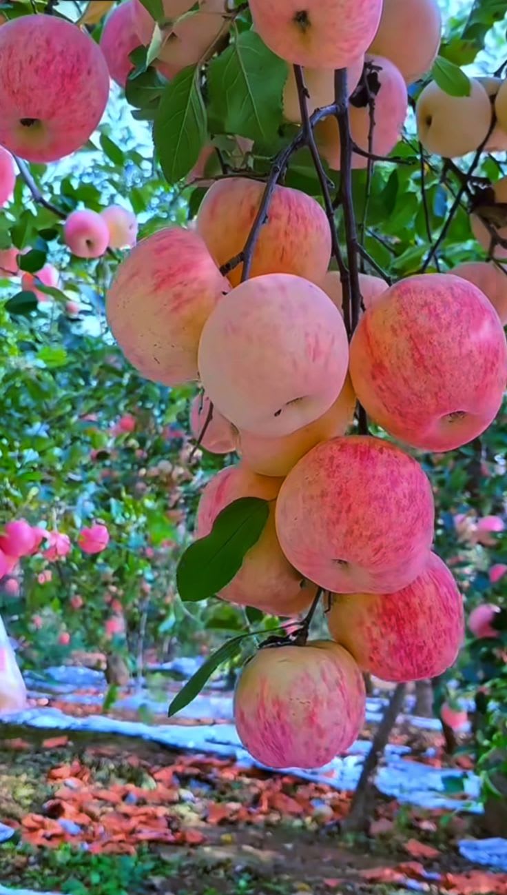 HRMN-99 Seedling Hybrid Apple Plant 🍎🍎🍎 (Pack Of 1)