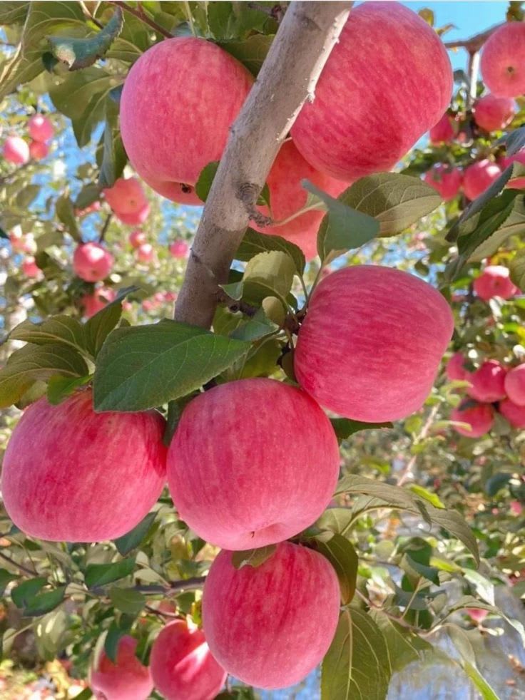 HRMN-99 Seedling Hybrid Apple Plant 🍎🍎🍎 (Pack Of 1)