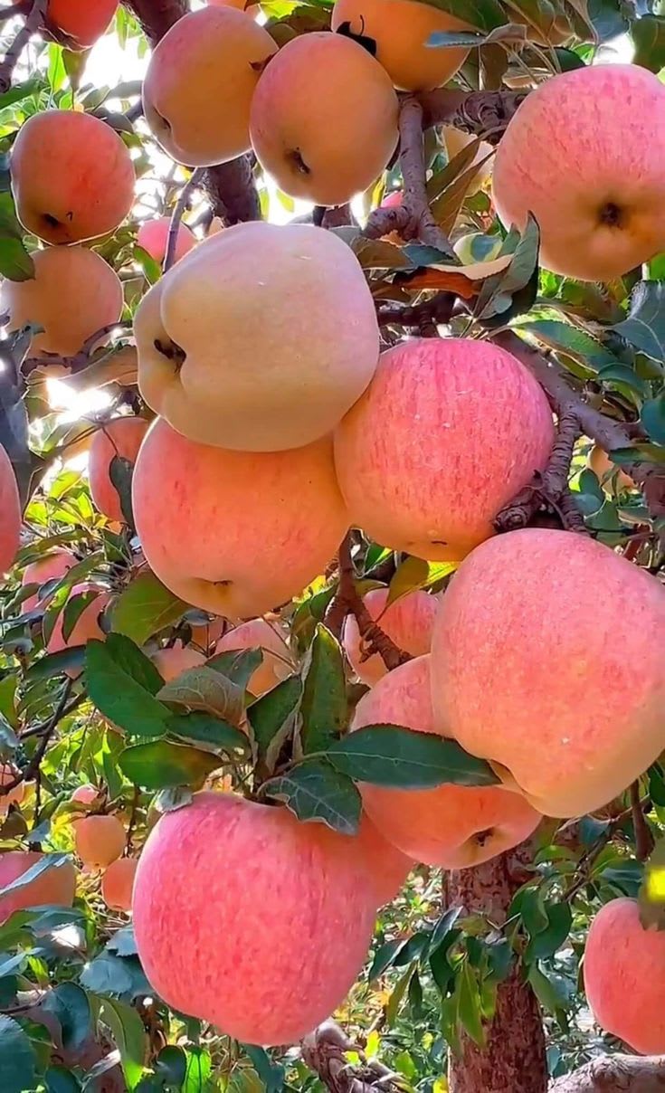 HRMN-99 Seedling Hybrid Apple Plant 🍎🍎🍎 (Pack Of 1)