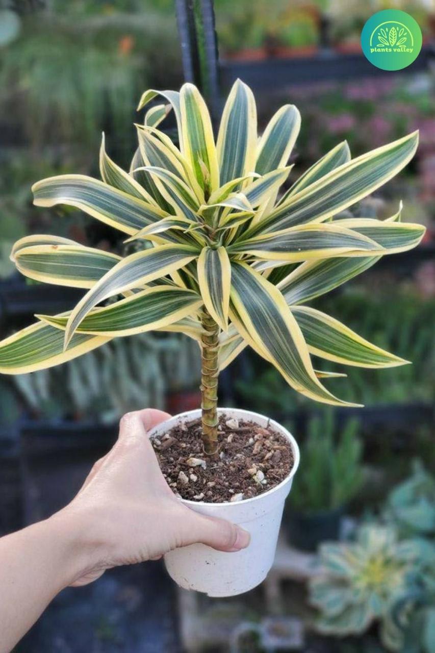 Song Of India Plant ( Pack Of-1 )