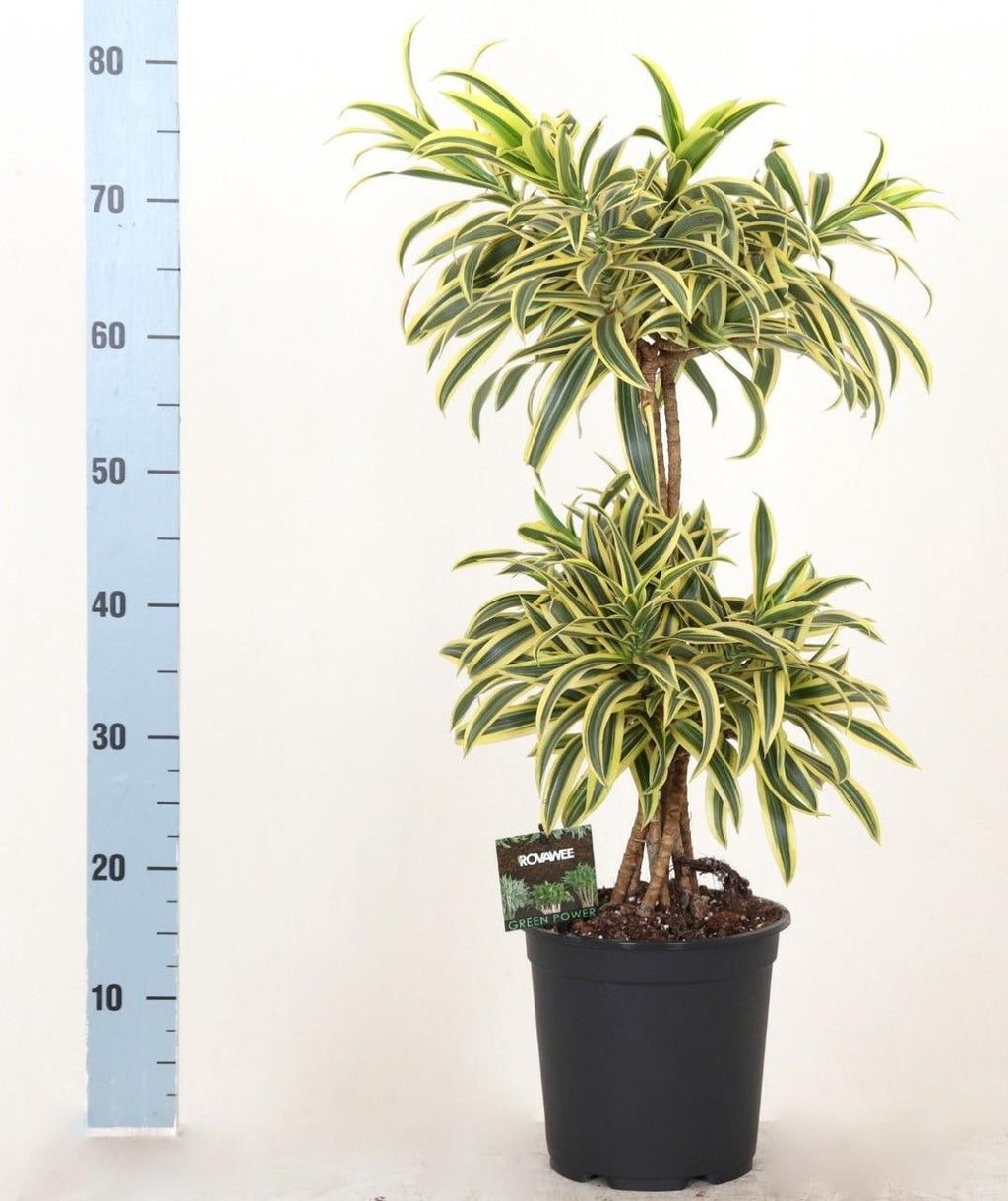 Song Of India Plant ( Pack Of-1 )