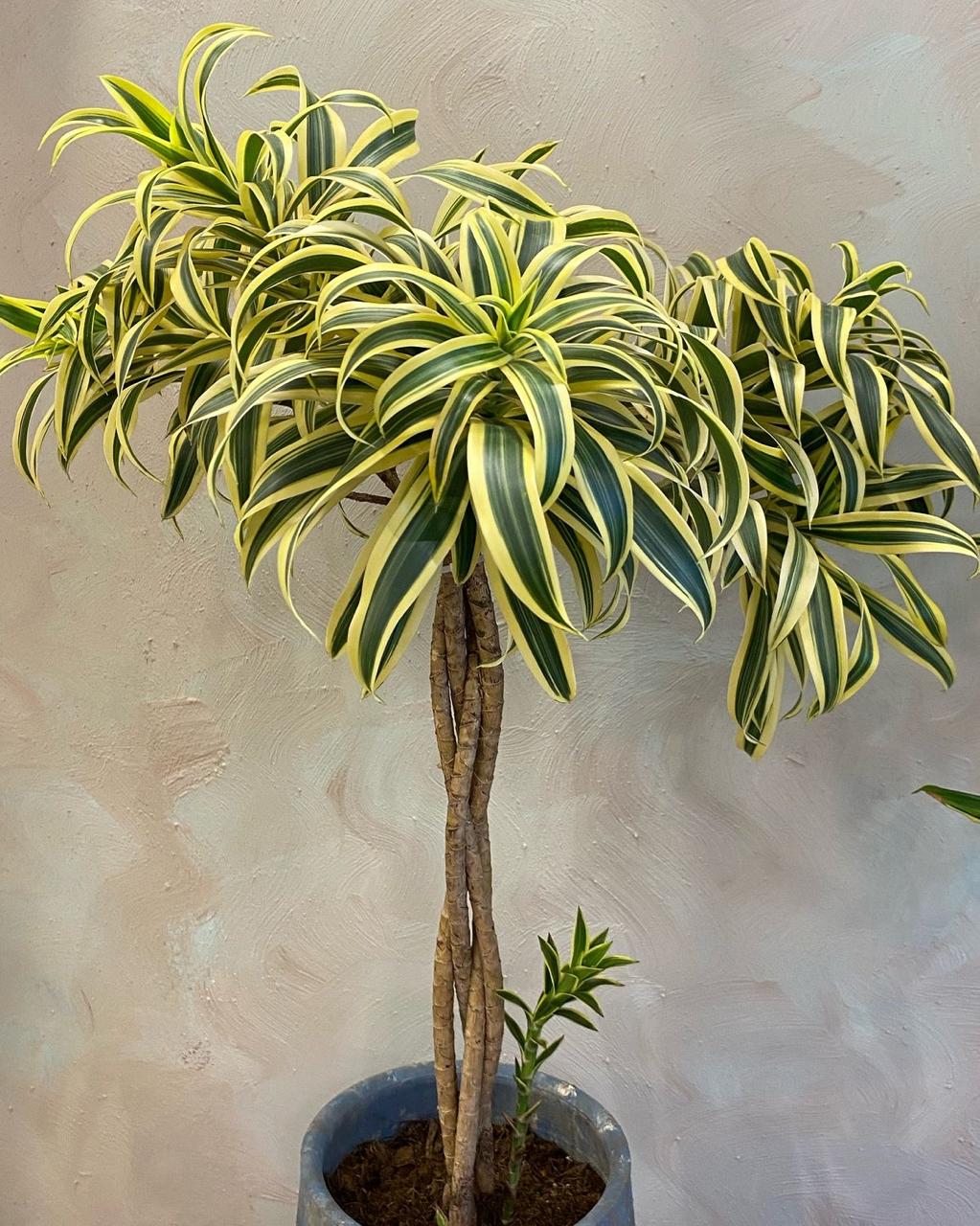 Song Of India Plant ( Pack Of-1 )