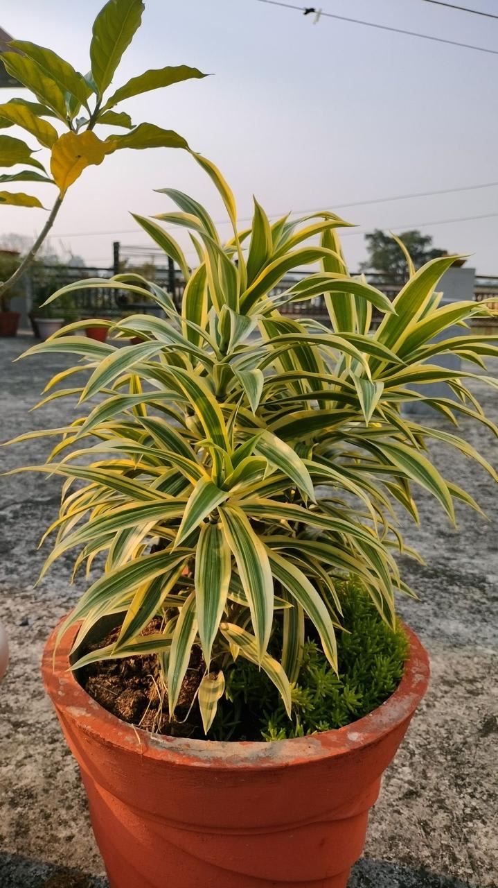 Song Of India Plant ( Pack Of-1 )