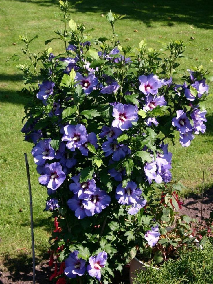 Hibiscus (BlueBard) Plant  (Pack Of 1)