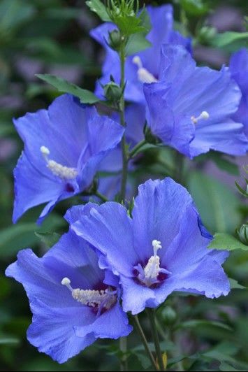 Hibiscus (BlueBard) Plant  (Pack Of 1)