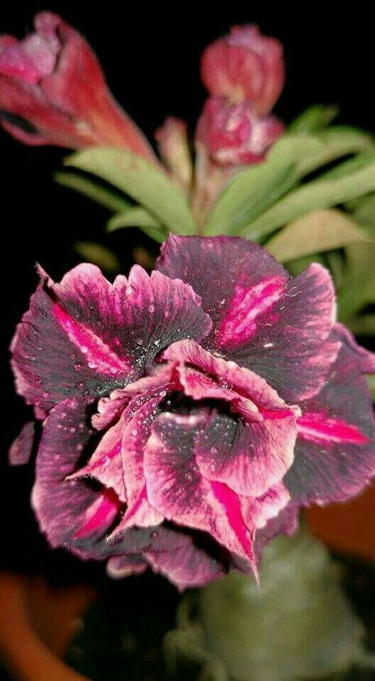 Hibrid Adenium flower Grafting Plant (Pack Of 1)