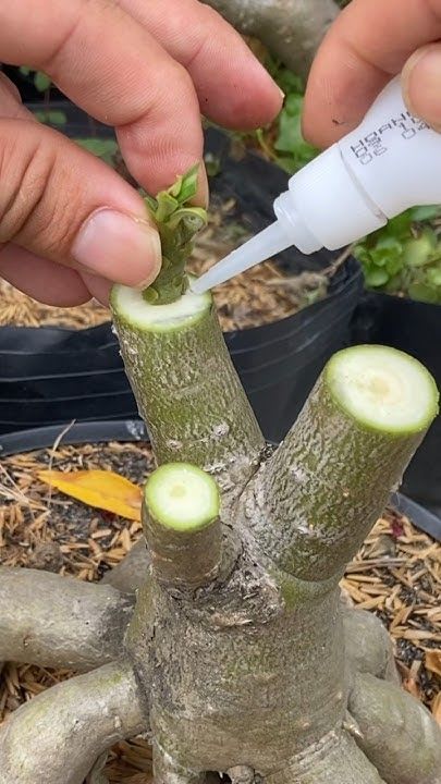 Hibrid Adenium flower Grafting Plant (Pack Of 1)