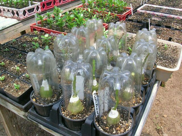 Hibrid Adenium flower Grafting Plant (Pack Of 1)