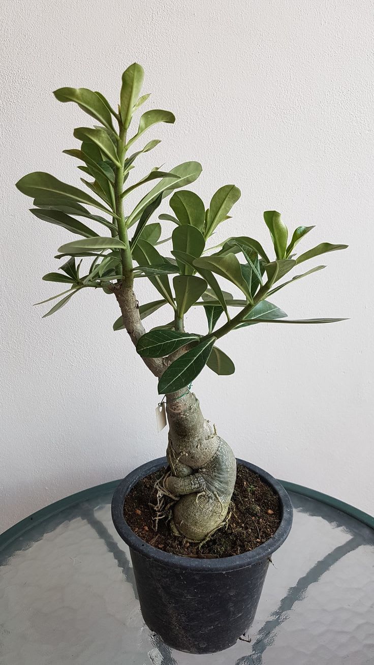 Hibrid Adenium flower Grafting Plant (Pack Of 1)