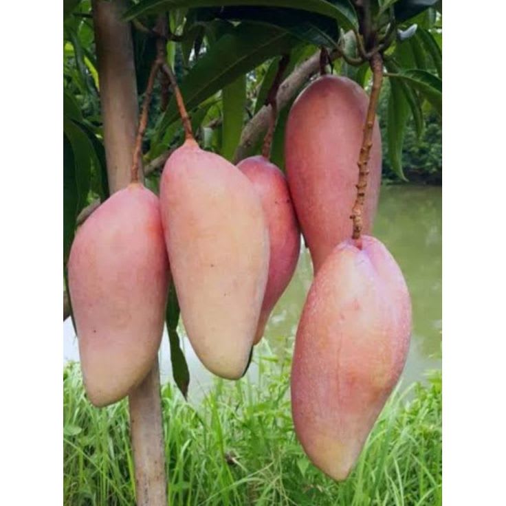 Hibrid Thai King Of Chakapat Mango Aam Grafted Fruit Live Plant (1.5-3 Feet Height) Pack Of 1