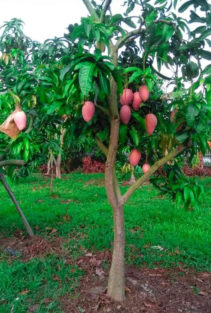 Hibrid Thai King Of Chakapat Mango Aam Grafted Fruit Live Plant (1.5-3 Feet Height) Pack Of 1