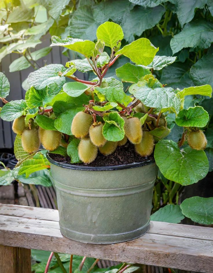 Hort16A (Zespri Gold) kiwi plant (Pack Of 1)