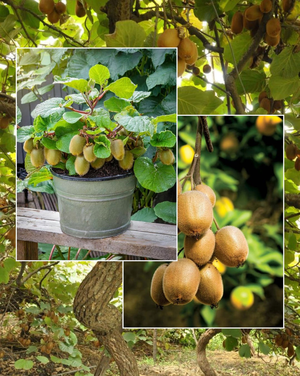 Hort16A (Zespri Gold) kiwi plant (Pack Of 1)