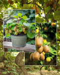 Hort16A (Zespri Gold) kiwi plant (Pack Of 1)