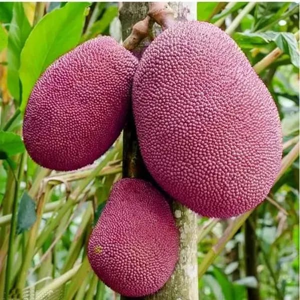 Thai Pink Jackfruit Grafting Plant (1.5-3 Feet Height Pack Of 1)