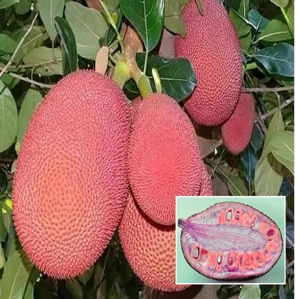 Thai Pink Jackfruit Grafting Plant (1.5-3 Feet Height Pack Of 1)
