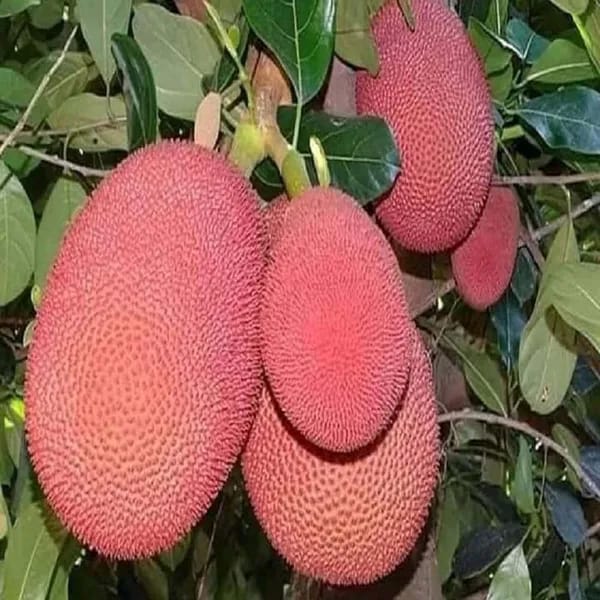 Thai Pink Jackfruit Grafting Plant (1.5-3 Feet Height Pack Of 1)