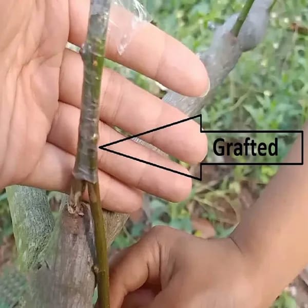 Thai Pink Jackfruit Grafting Plant (1.5-3 Feet Height Pack Of 1)