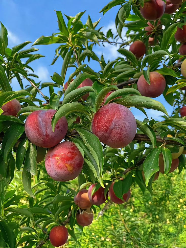 Hybrid Aalu Bukhara Fruit Grafting Plant (Pack Of 1)