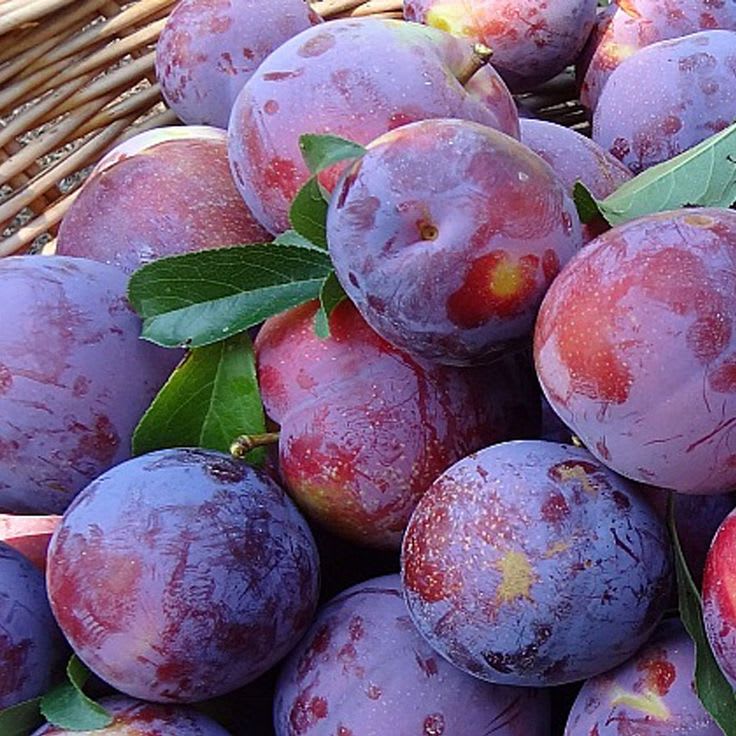 Hybrid Aalu Bukhara Fruit Grafting Plant (Pack Of 1)