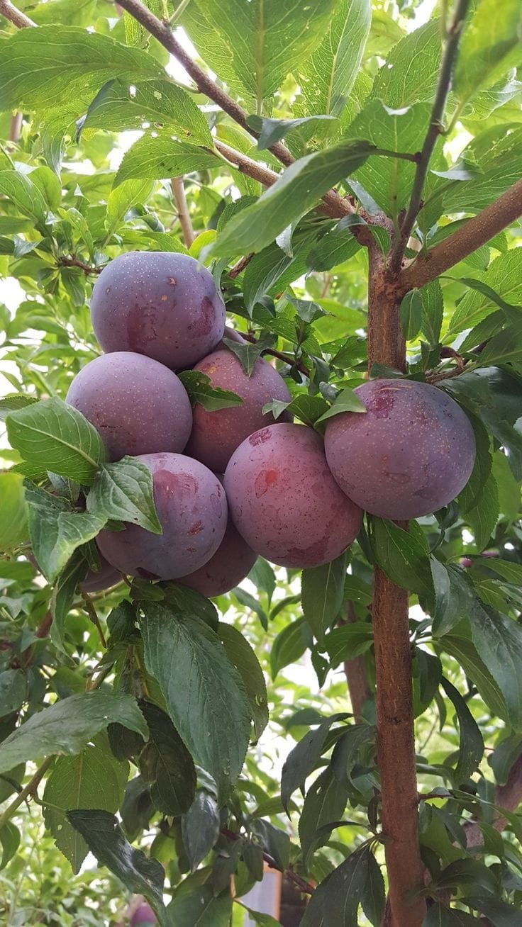 Hybrid Aalu Bukhara Fruit Grafting Plant (Pack Of 1)