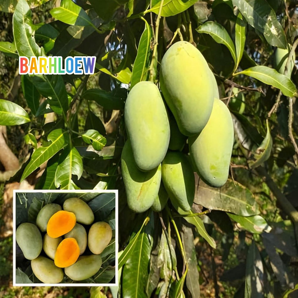 Hybrid Amrapali Mango Grafting Live Plant (1.5-3 Feet Height Pack Of 1)