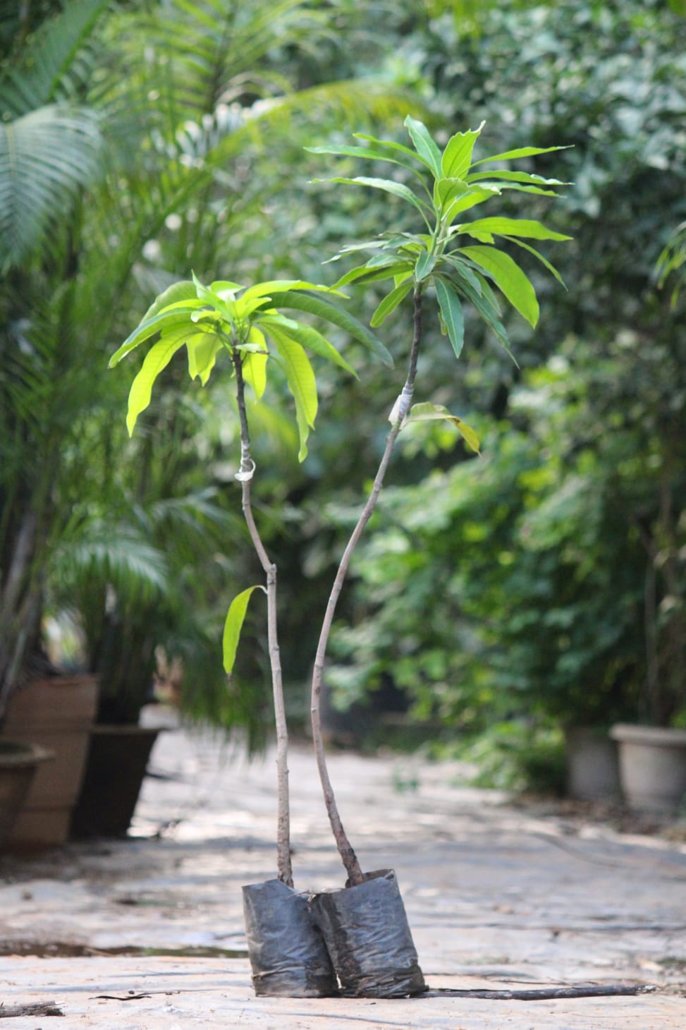 Hybrid Amrapali Mango Grafting Live Plant (1.5-3 Feet Height Pack Of 1)