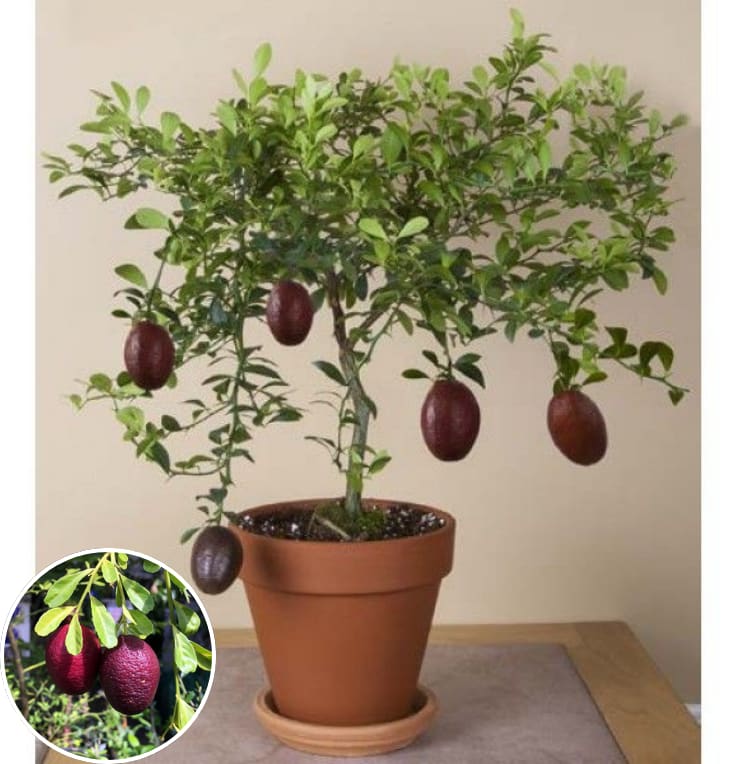 Hybrid Australian-Red-Lime Grafted Plant 🍋🍋🍋 (Pack Of 1)