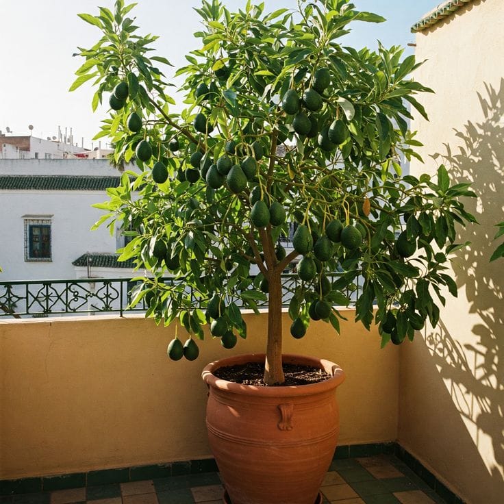 Hybrid Avocado Seedling Plant (Pack Of 1)