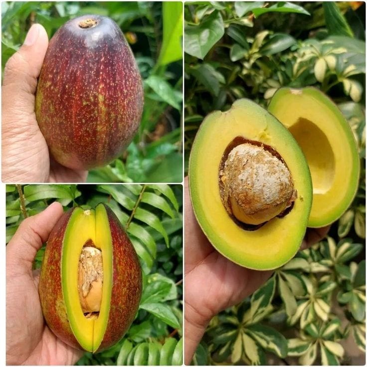 Hybrid Avocado Seedling Plant (Pack Of 1)