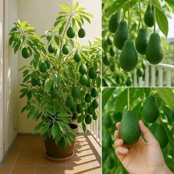 Hybrid Avocado Seedling Plant (Pack Of 1)