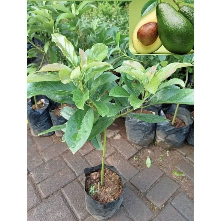 Hybrid Avocado Seedling Plant (Pack Of 1)