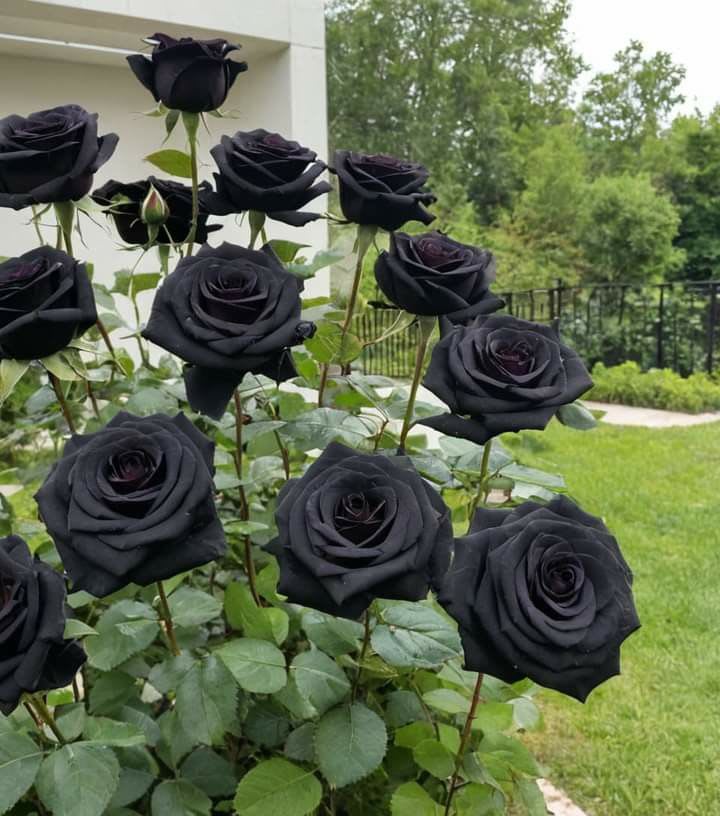 Hybrid Black Rose Plant (Pack Of 1)