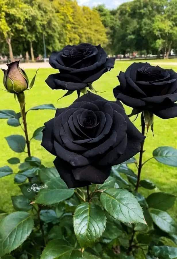 Hybrid Black Rose Plant (Pack Of 1)