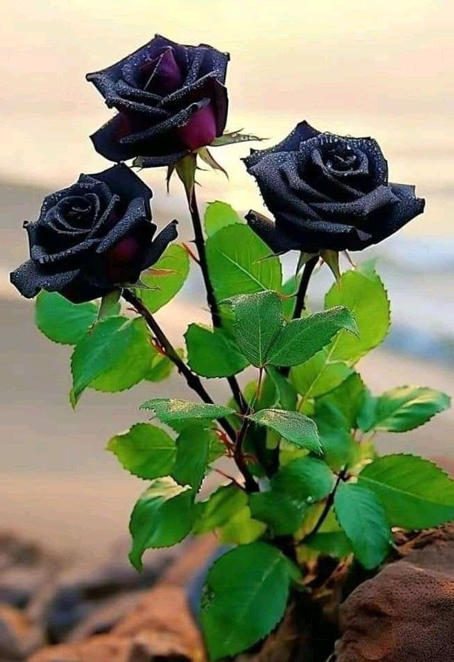 Hybrid Black Rose Plant (Pack Of 1)