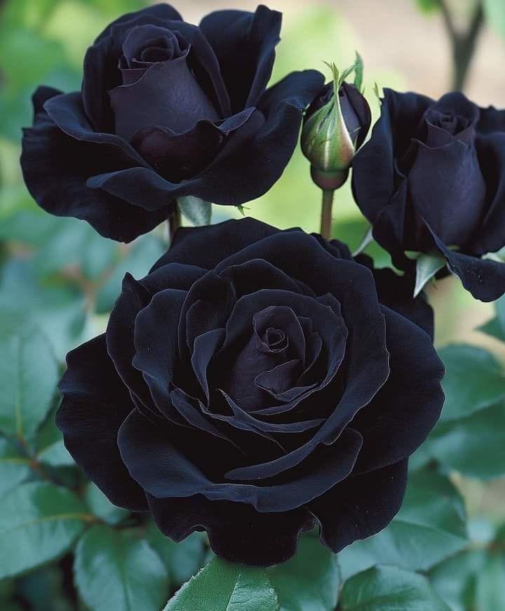 Hybrid Black Rose Plant (Pack Of 1)