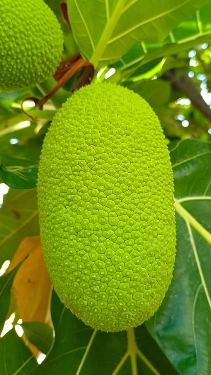 Hybrid Bread Fruit Grafting Plant (Pack Of 1)