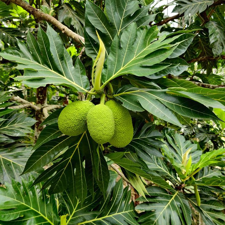 Hybrid Bread Fruit Grafting Plant (Pack Of 1)